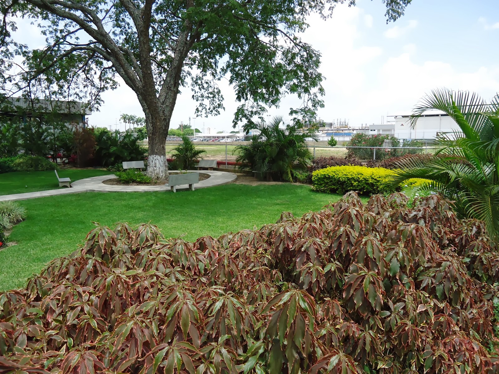 Jardín Bambú, C.A.: Jardines de Johnson & Johnson