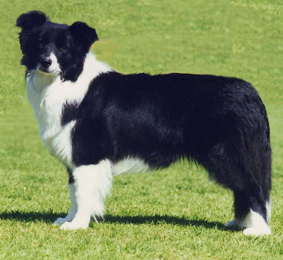 Border Collie Dog Picture