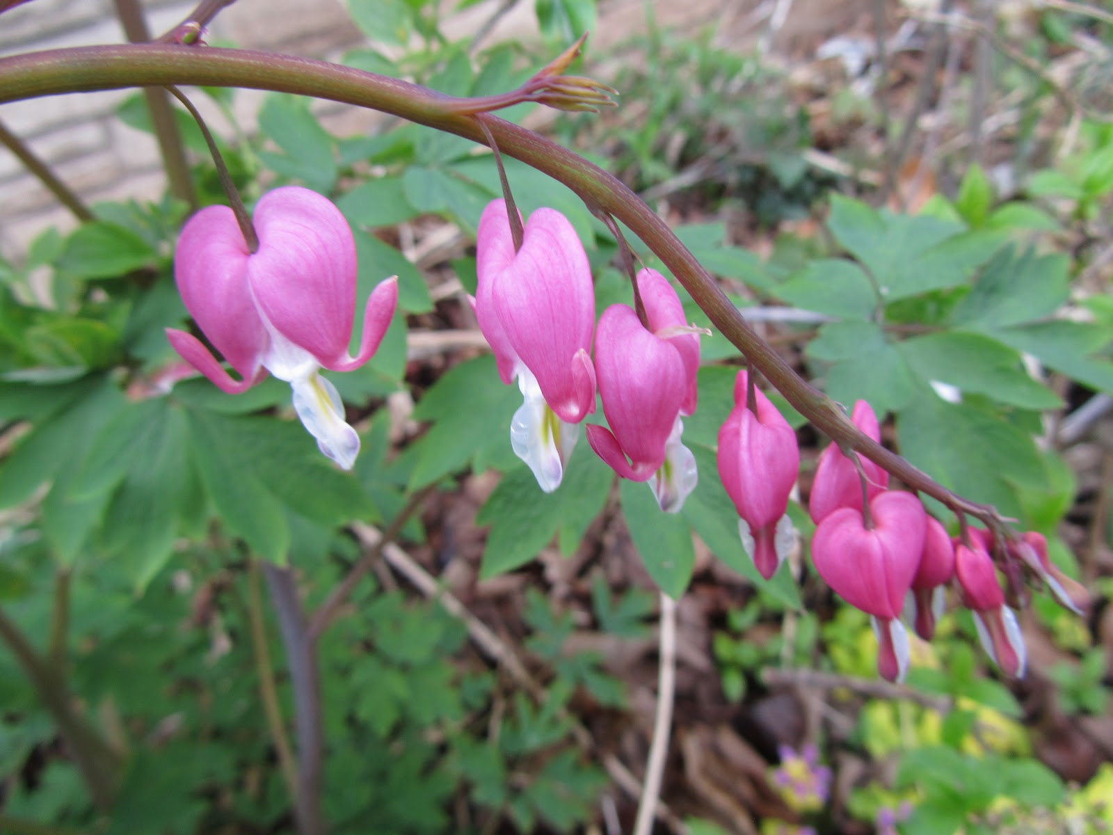 Cheesehead Gardening Shade Plant of the Week Dicentra or Bleeding Heart