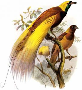 Asal Unik Cendrawasih Burung Asli Indonesia