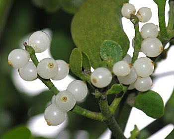 mistletoe plant flowers berries oak phoradendron pa fanpop trees gardeners franklin county facts franklincountymgs focus courtesy duke university nc witch