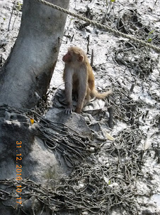 Crab Eating Macaque.