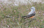 Scissor-tailed Flycatcher