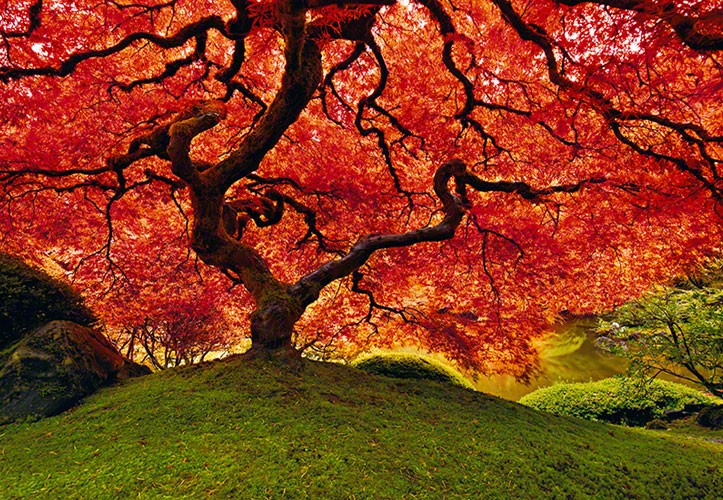 Hollys Photography Blog.: Researching - Peter Lik.