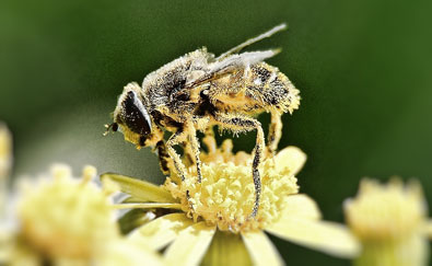 Desaparición de abejas