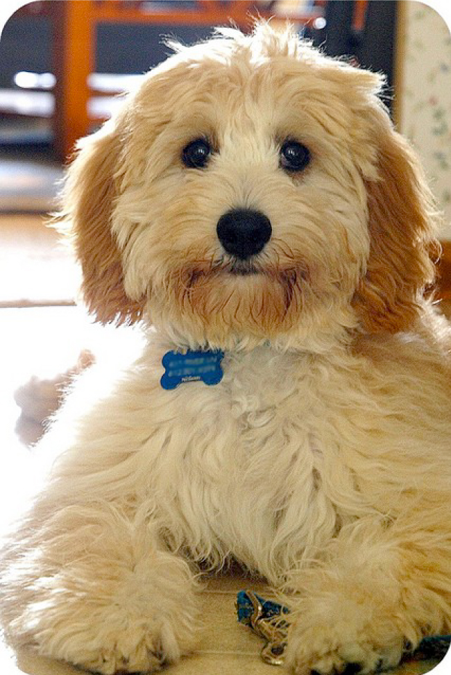 Lotsa Doodles Calendar Giveaway Blogs Doodle Kisses