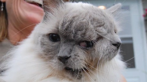 Biggest Cat In The World Guinness 2012 beautiful smallest cat in the world guinness 2012 ever was a blue Biggest Cat In The World Guinness 2012 beautiful smallest cat in the world guinness 2012 ever was a blue