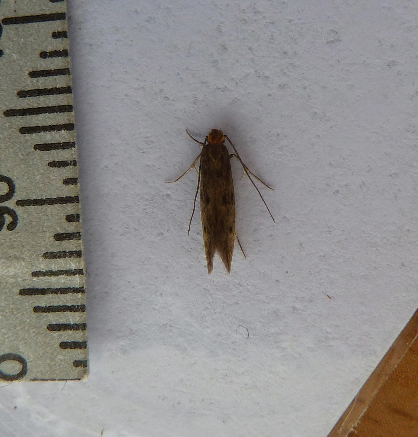 carmarthenshire moth and butterfly group brown house moth carmarthenshire moth and butterfly group