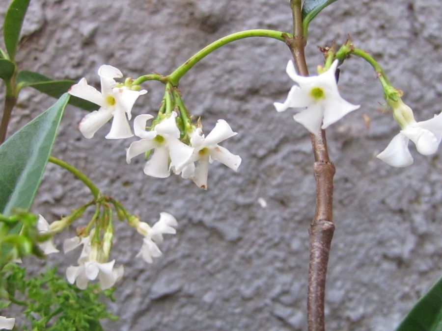 photographing New Zealand jasmine