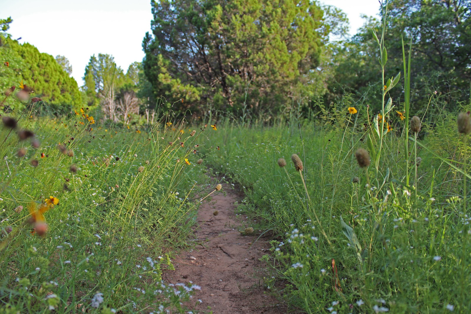 新規出店 - 植物絵画 NaturalHistoryMuseum - Tris Frangee - 超值特卖