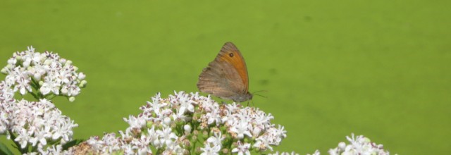 ▬▬ ღೋƸ̵̡Ӝ̵̨̄Ʒღೋ▬   PENSAMIENTOS   Y   REFLEXIONES ...▬ ღೋƸ̵̡Ӝ̵̨̄Ʒღೋ▬▬ - Página 3 Mariposadelos+frailes