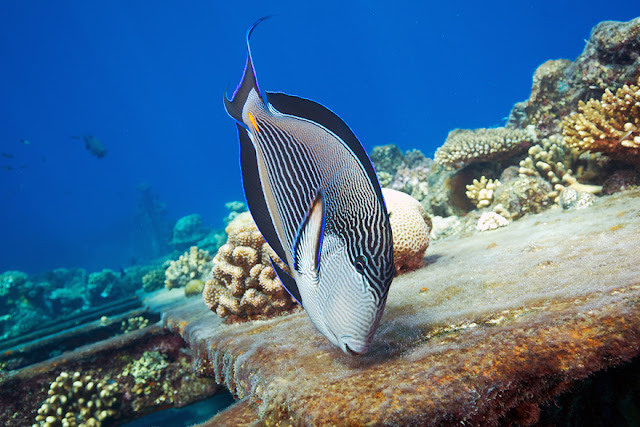 كائنات بحرية من الاعماق  .. Breathtaking+Undersea+010