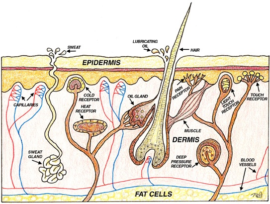 diagram of the dermis healthy lifestyle healthy skin care tips skin diagram of the dermis healthy lifestyle healthy skin care tips skin
