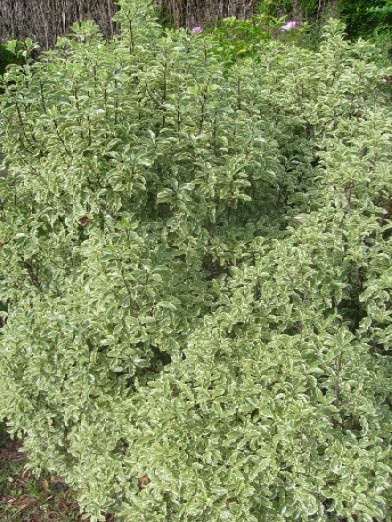 Ma Planete Jardin Le Pittosporum Tenuifolium Panache Un Arbuste