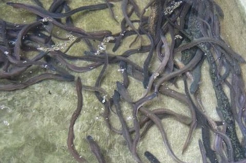 Cara Beternak Kambing Cara Beternak Kambing