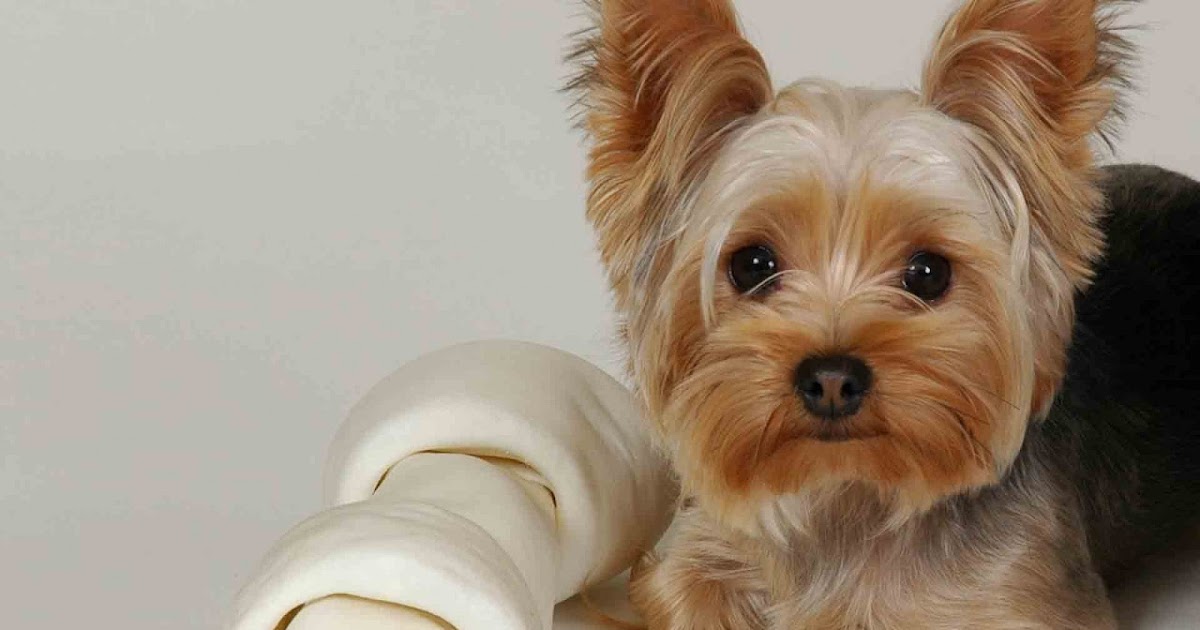 MUNDO ANIMAL: Yorkshire terrier