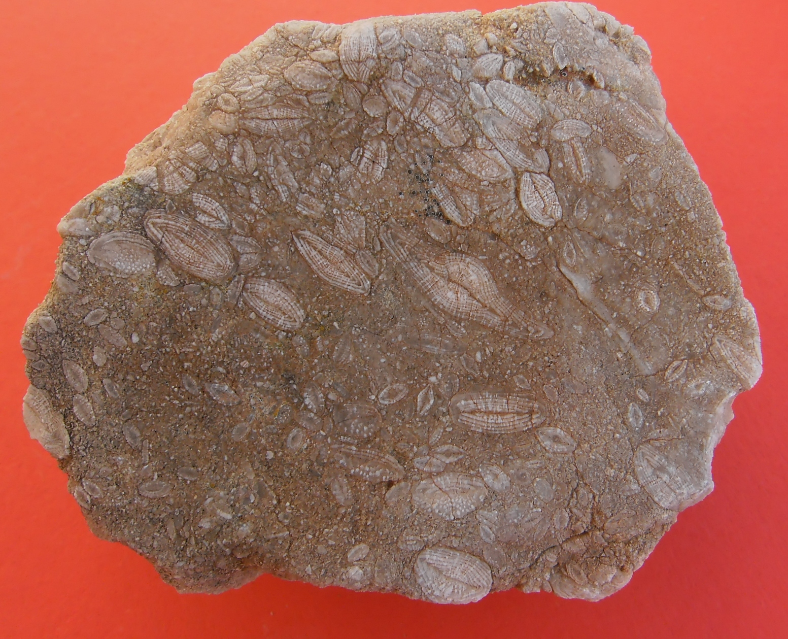 Fossil corals Fossil corals Foraminifera Nummulites