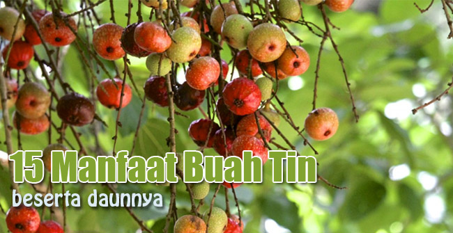 15 Manfaat Buah Tin dan Daunnya Bagi Kesehatan Tubuh ...