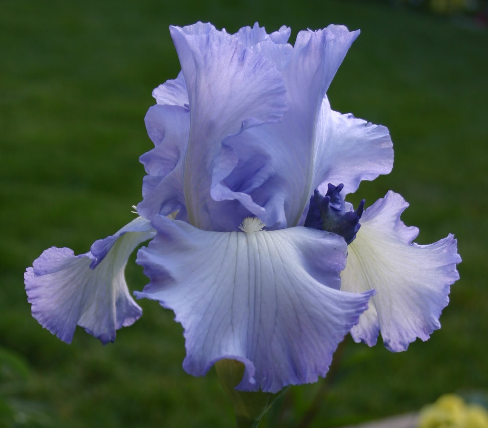 TALL BEARDED IRIS BLOOMING TODAY Sowing the Seeds