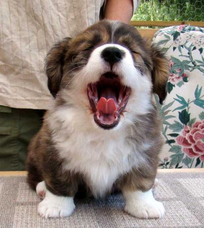 laughing puppy