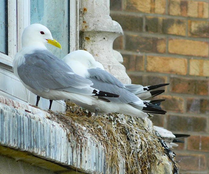 Birding Aldcliffe Birdwatching the Lune Estuary, Morecambe Bay, Lancs