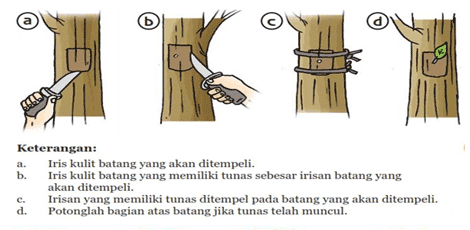 Usaha Pertanian Dan Peternakan Cara Menempel Mata Tunas Pada Mangga