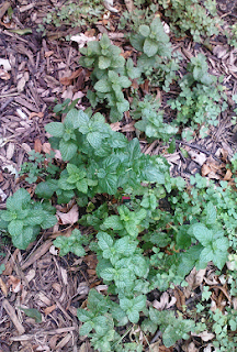 mint transplant overgrowth