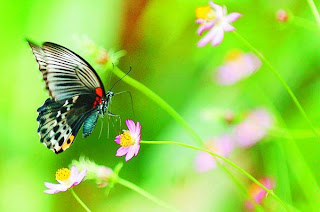 Butterfly photo