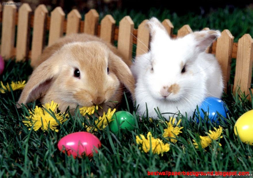 Easter Bunny Hd Photos HD Wallpapers Easter Bunny Hd Photos HD Wallpapers