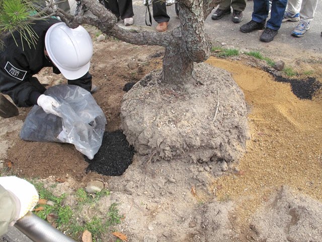 レイカディア大学 に学ぶ 園芸 桜の育て方と剪定 診断治療 実習