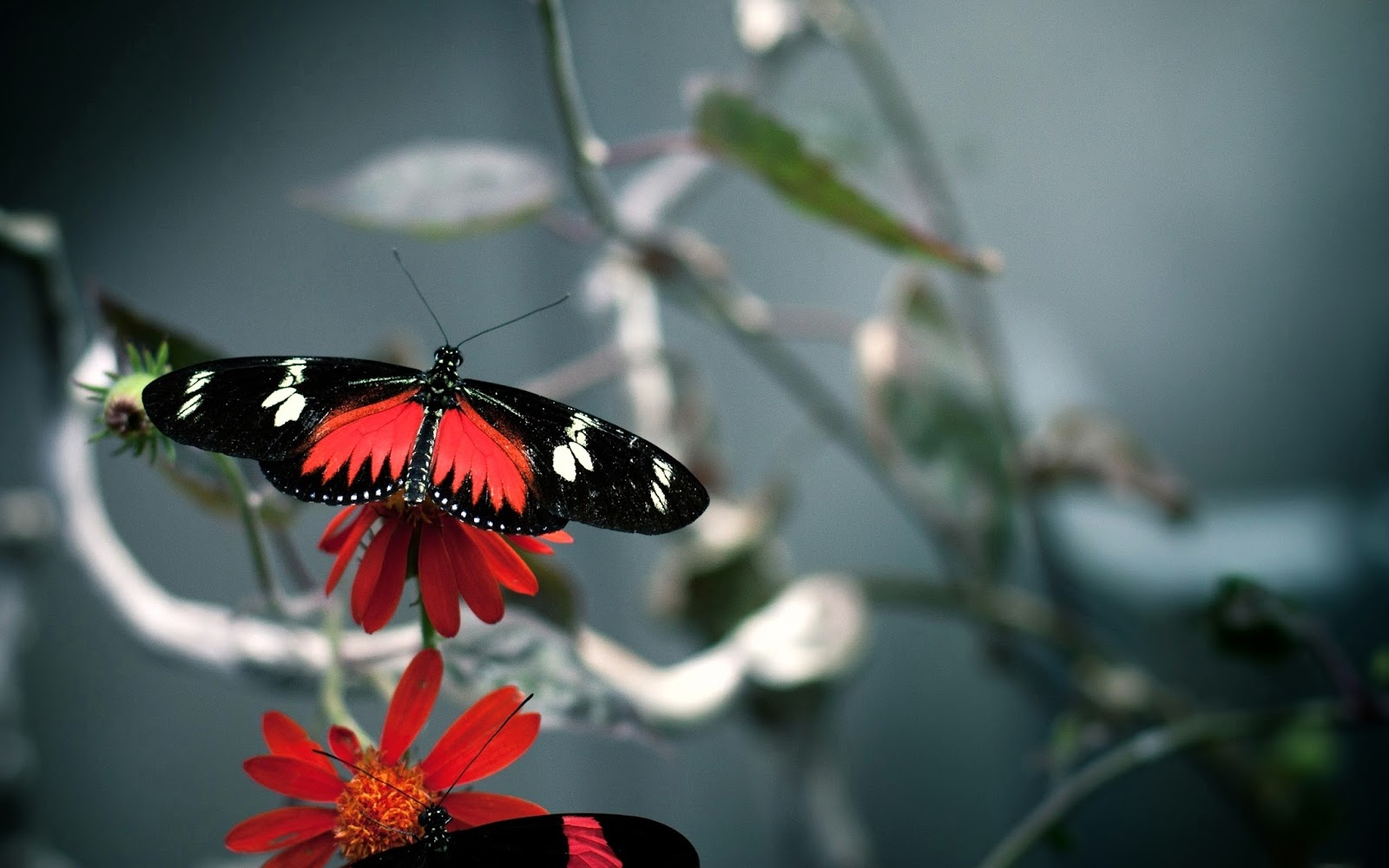 Butterfly Hd Wallpapers Earth Blog