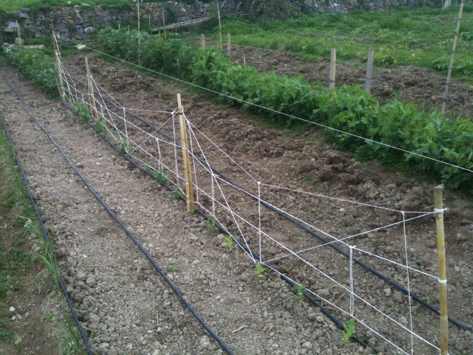 MY HUERTO URBANO: GUISANTES