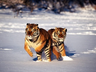  Two Nice Tiger pictures