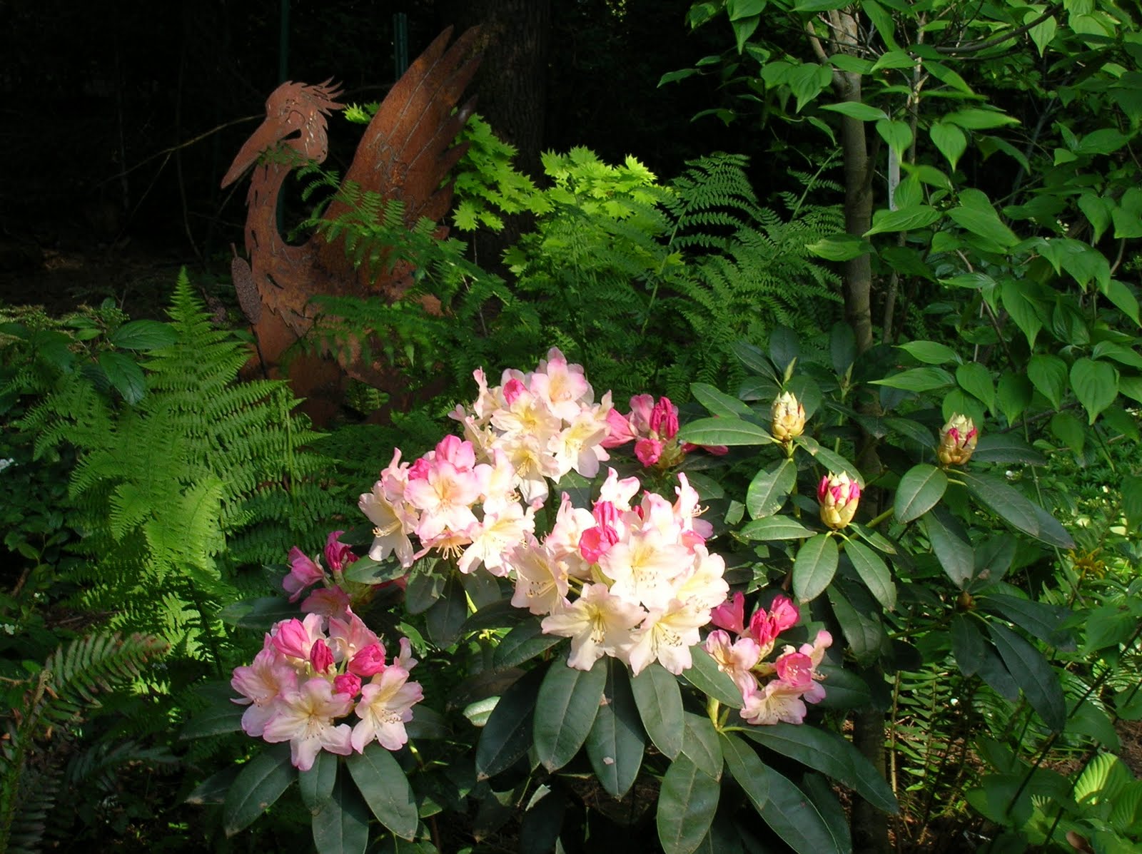 Rhododendrons Drink of Choice Coffee Plant Something Oregon