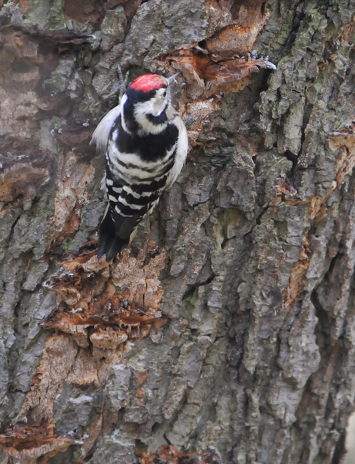 Anthony's Birding Blog: Lesser Spotted Woodpecker