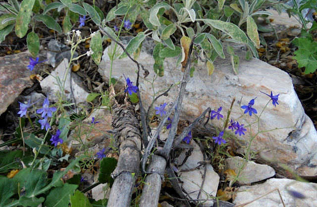 Flora Wonder Blog Mitsch Memories