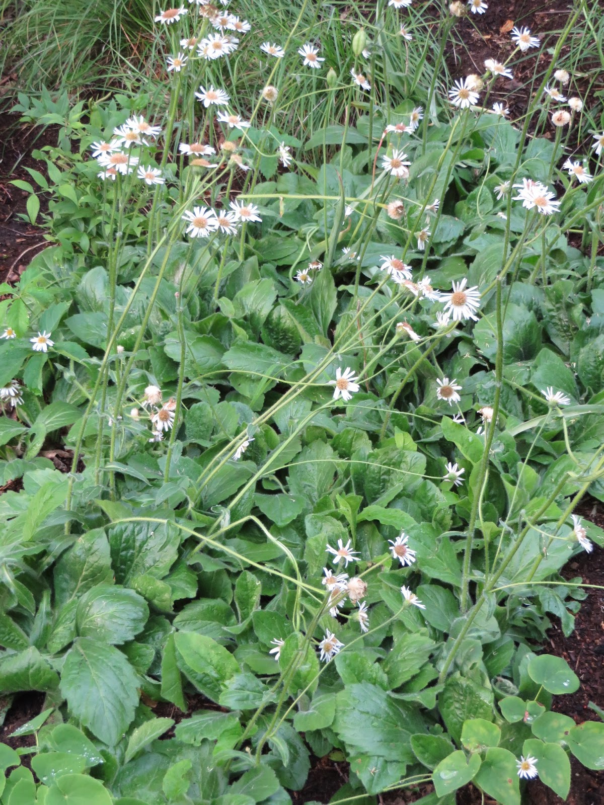 The Gardener's Eye Erigeron pulchellus var. pulchellus ‘Lynnhaven Carpet’