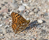 Storplettet perlemorsommerfugl