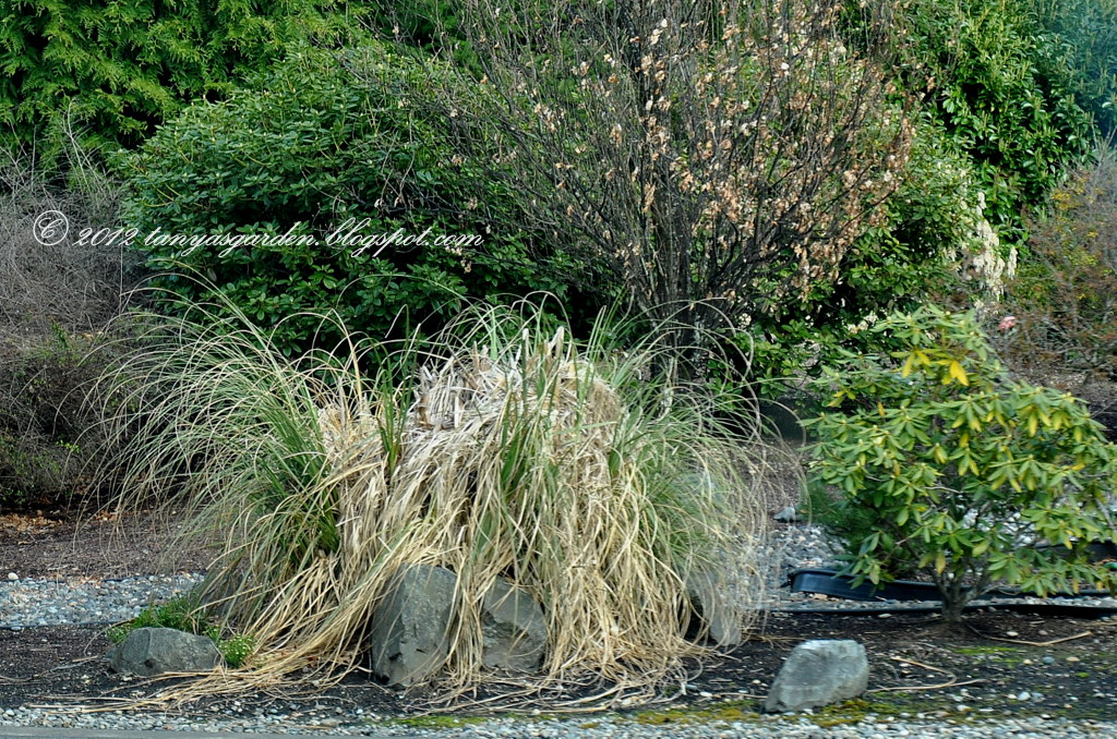 MySecretGarden: Looking at My Pampas Grass
