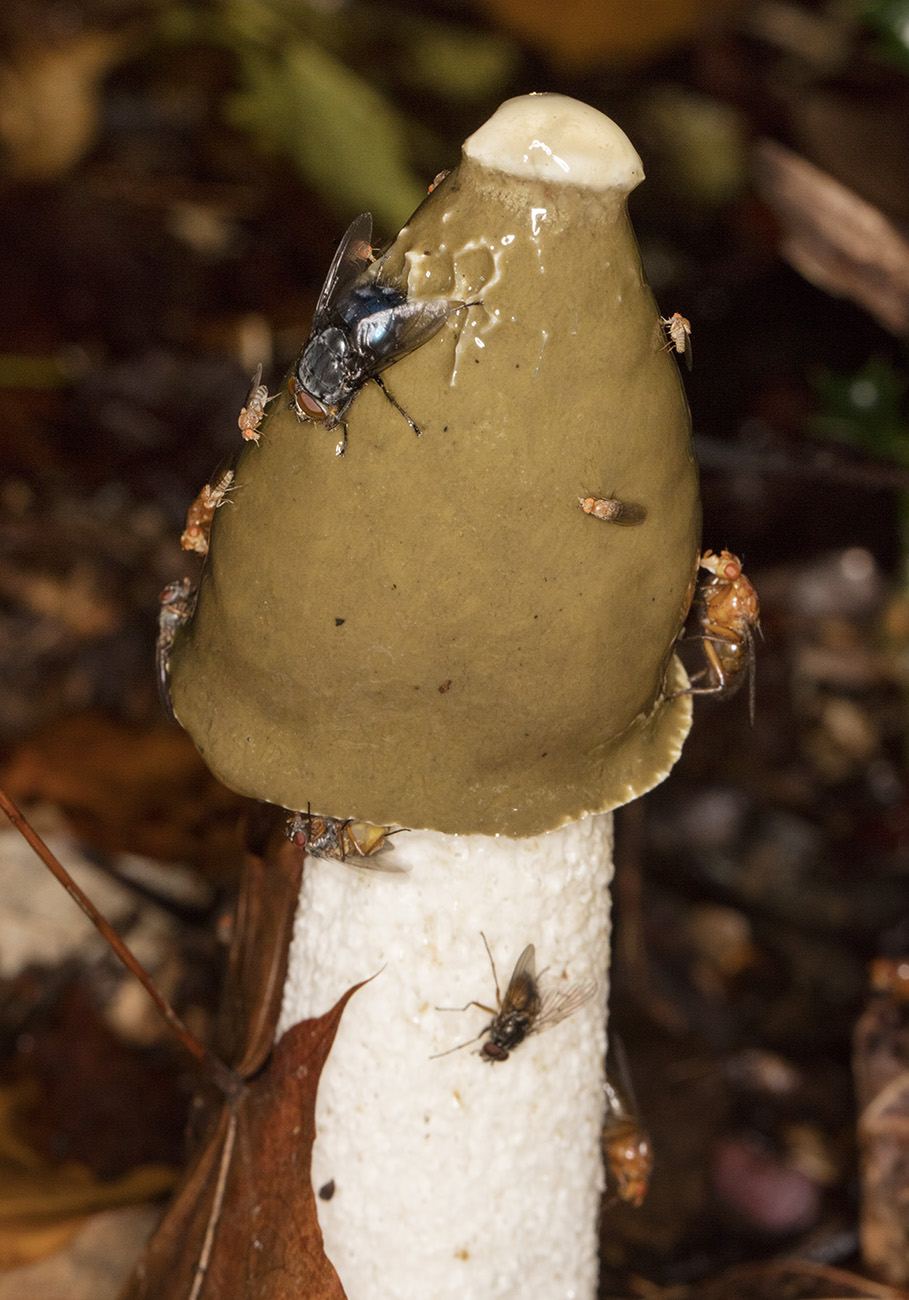 Stinkhorns Naturally