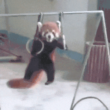 Panda Training