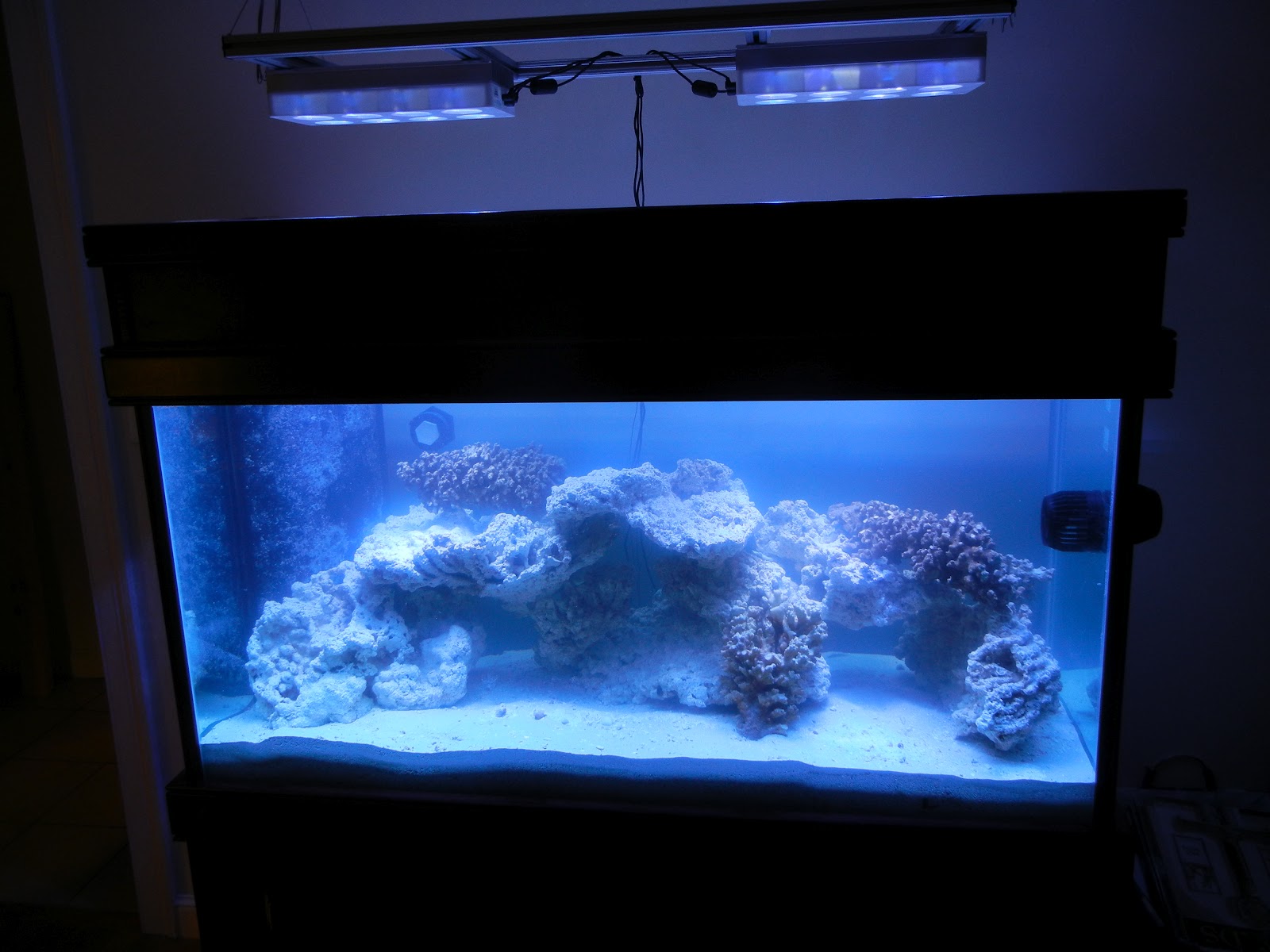 The 90 Gallon Reef Resurrection Finally, a functioning Aquarium!