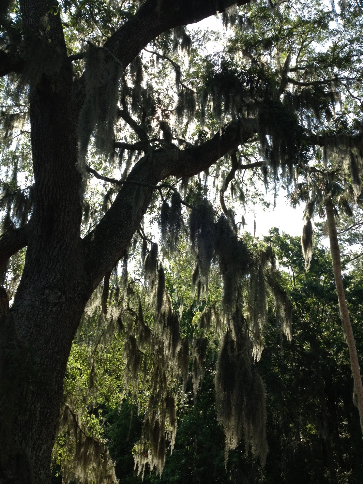 Lowcountry Inspired Magnolia & Spanish Moss Centerpiece Southern State of Mind