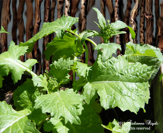 Organic Spring Rapini AKA Broccoli Raab in the garden Seeds by Victory Seeds Company