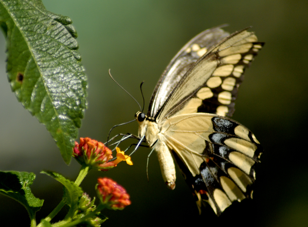 HDwallpapers of Butterflies ~ Wild Life