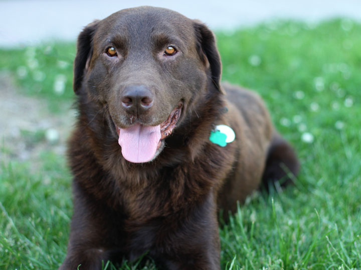 Brown Labrador