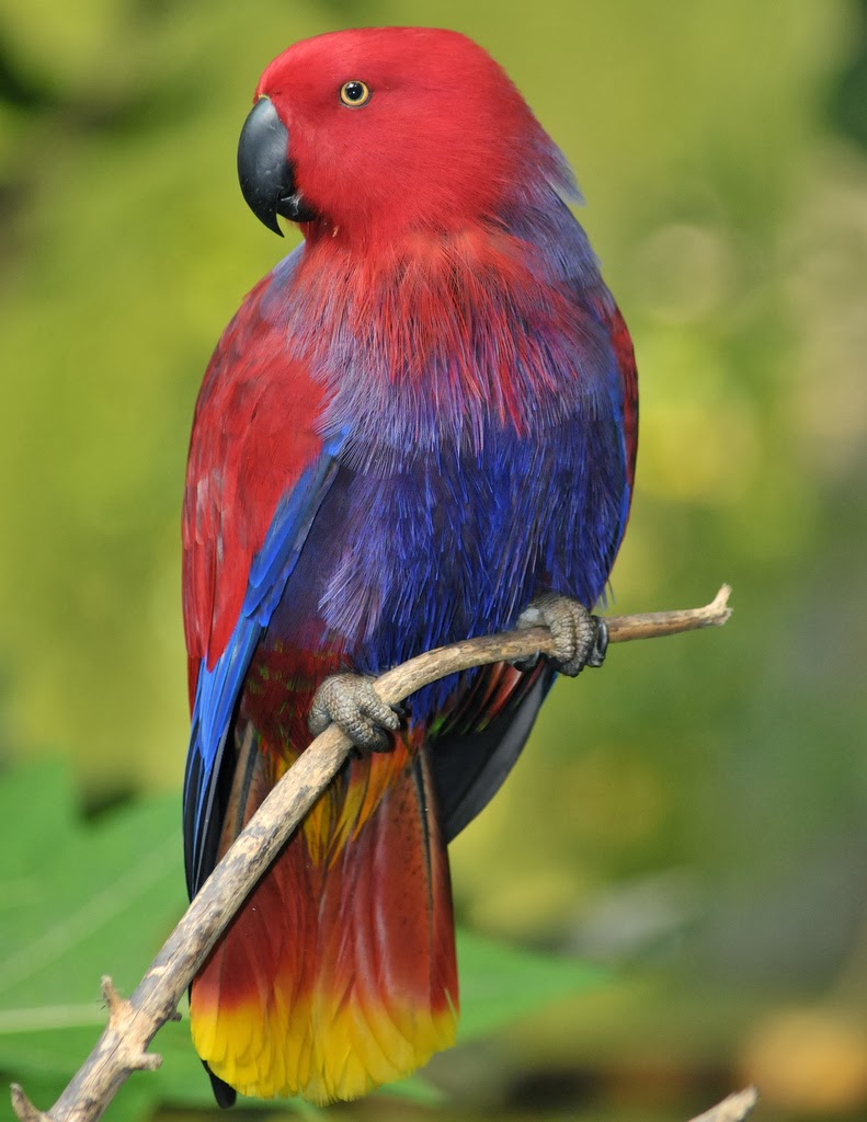 tips for photographing birds tips for photographing birds