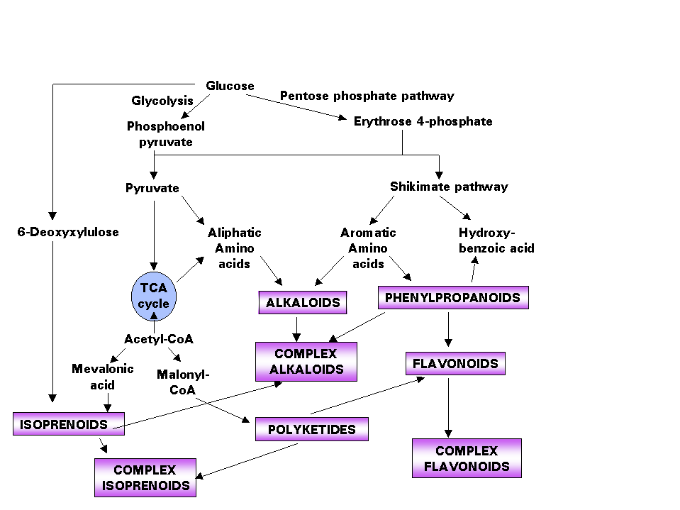 Plant Biotech Introduction to Plant Secondary Metabolites