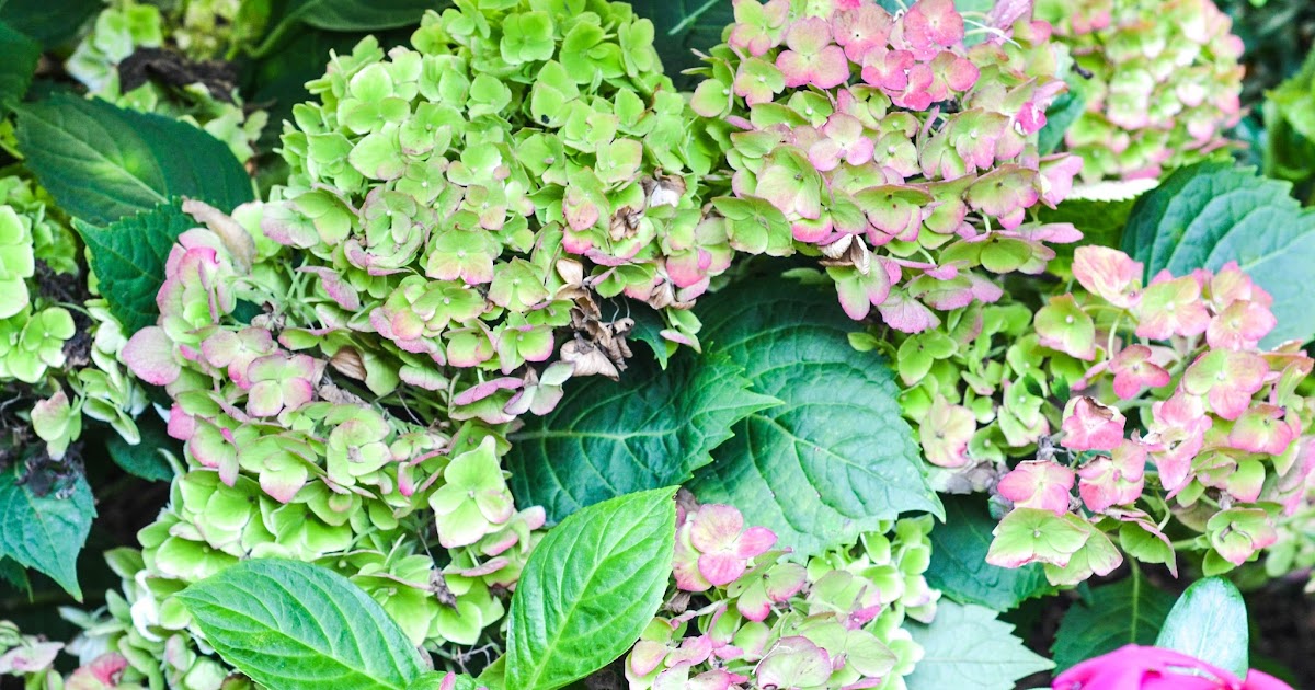 Sugar Confetti Drying Hydrangeas