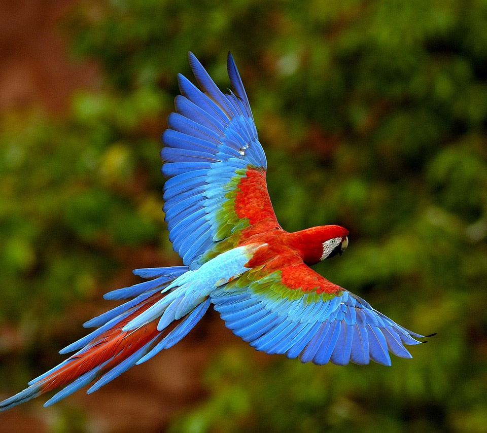 flowers for flower lovers.: Beautiful flowers parrots birds.